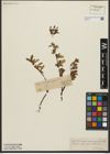 Foto von Salix waldsteiniana Willd.